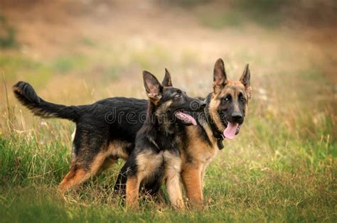 German Shepherd Cute Puppies Lovely Portrait Fun Playing in the Meadow ...