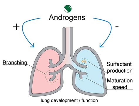 Androgen Receptor In Lung Development And Lung Cancer Encyclopedia Mdpi