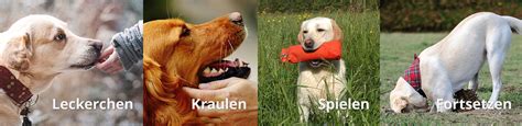 Hundeerziehung Und Hundetraining Biss Hundefutter