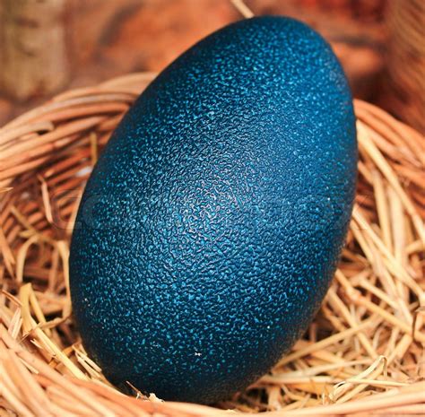 Emu Eggs Color