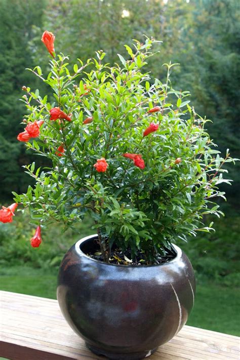 Buy Dwarf Pomegranate Punica Granatum Nana Free Shipping Wilson