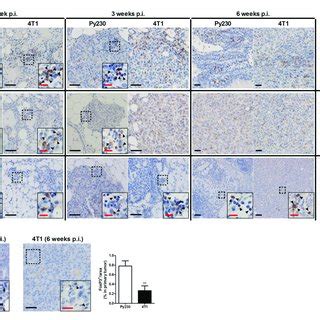 Immunohistochemical Analysis Of Innate Immune Cell Populations In