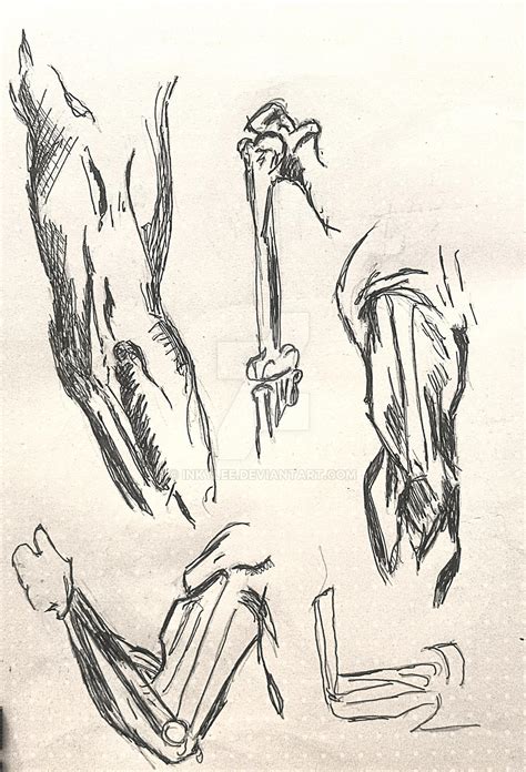 Bridgeman Anatomy Studies The Arm By Inkylee On Deviantart