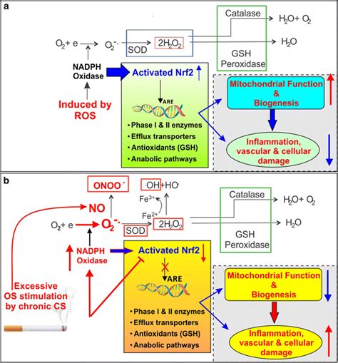 Activation Of The Cellular Antioxidative Response System Under Normal