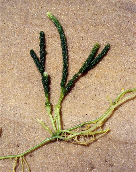 Caulerpa Sp 1 The Thallus In These Algae Is Coenocytic Flickr