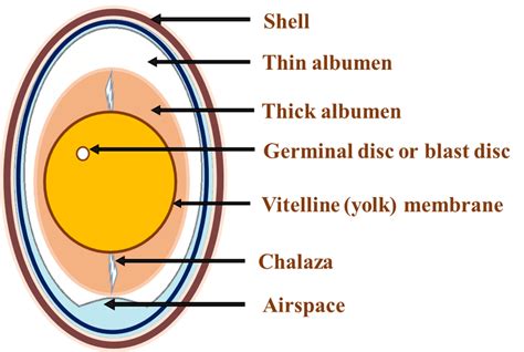 Chicken Egg Diagram