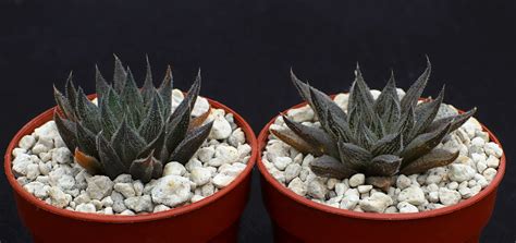 Haworthia Pubescens Mbb7065 Sandberg Haworthialand