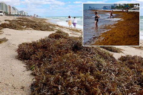 Giant Rotten Egg Smelling Seaweed Blob Shrinks Off Florida Coast