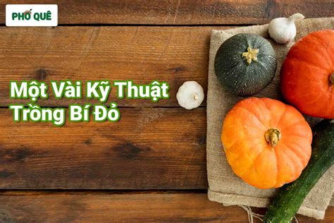 1 Vài Kỹ Thuật Trồng Bí Đỏ Bạn Đã Biết Hay Chưa Cửa hàng nông sản