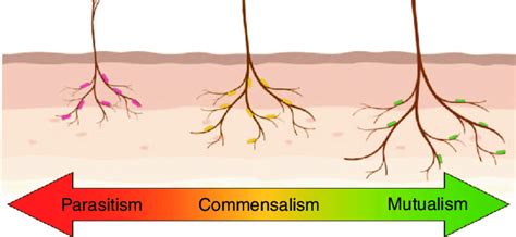 Overview Of The Types Of Interaction That Occur Between Host And