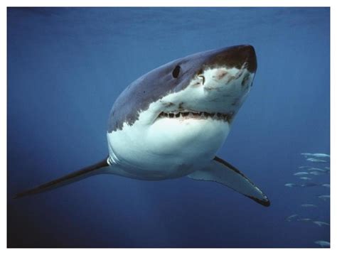 Great White Shark Swimming Underwater Neptune Australia Digitally