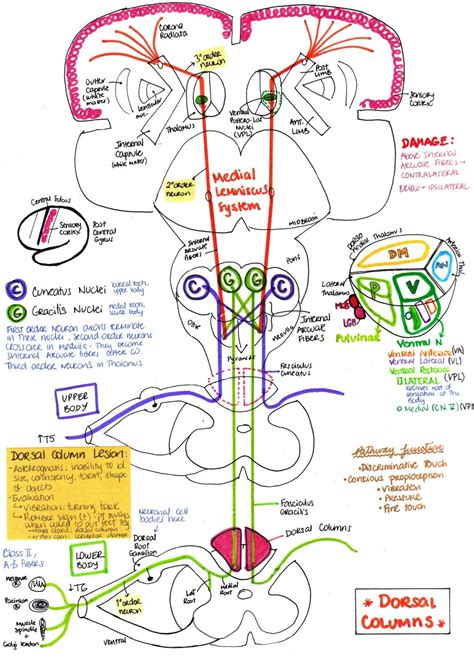 Dorsal column (medial leminiscus pathway) | Medical anatomy, Medical ...