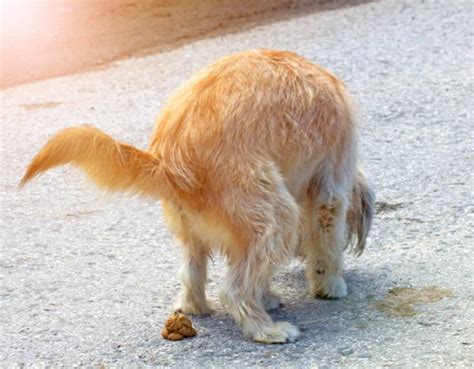 Feci Gialle Nel Cane Cause Soluzioni E Prevenzione