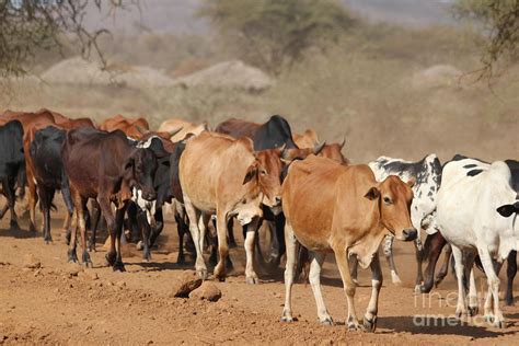 African Cattle Photograph by Jennifer Geller - Pixels