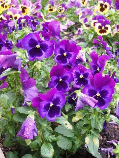 The Cheerful Pansy Can Bloom All Summer Long If Planted In The Shade