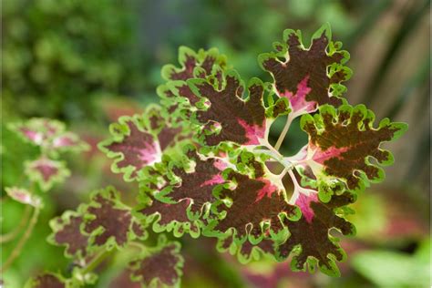 Coleus Como Cuidar Caracter Sticas Paisagismo E Mais Sobre Esta Planta