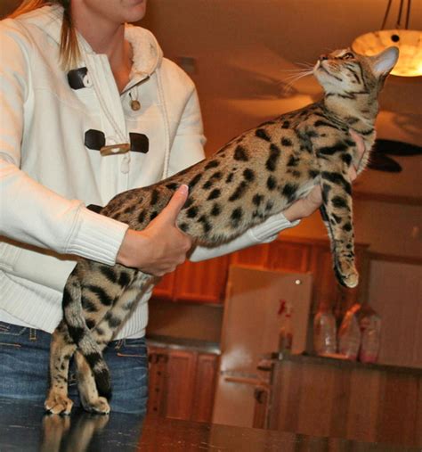 F2 Queens | Get your F2 Savannah Cat from Select Exotics