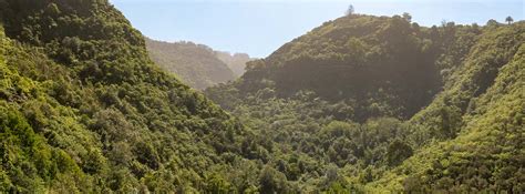 Los bosques de laurisilva de Gran Canaria más espectaculares Blog Lopesan