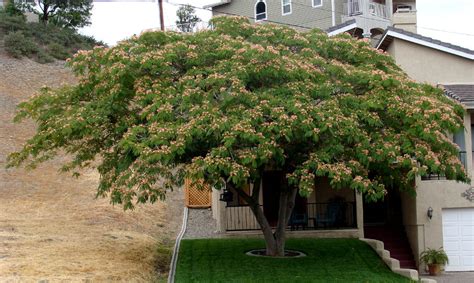 Phoenix Arizona Flowering Trees | Best Flower Site