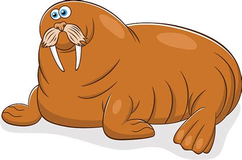 2200 Walruses Cartoons Illustrations Royalty Free Vector Graphics