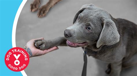 PetSmart Dog Training Store Locations - Vacaville, California