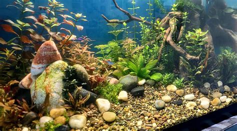 a colorful river bottom! : r/Aquascape