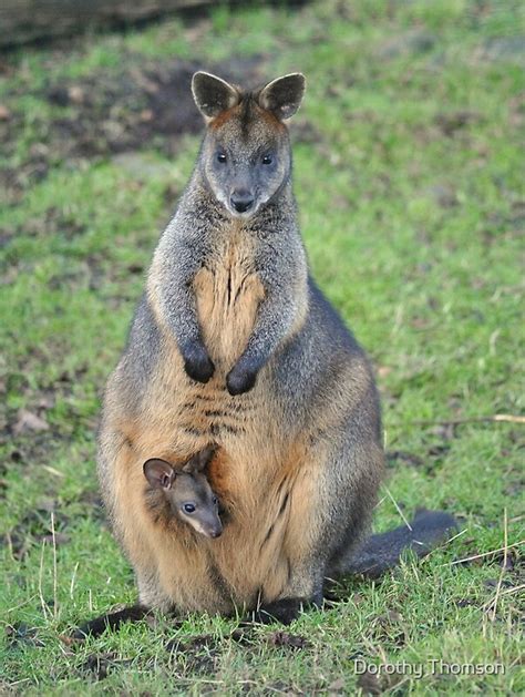 "Mrs Swamp Wallaby and her baby" by Dorothy Thomson | Redbubble