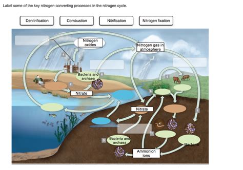 Solved Label Some Of The Key Nitrogen Converting Processes