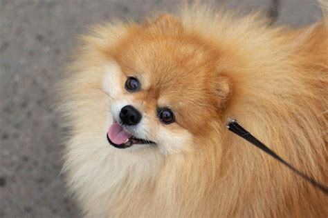 Before And After Pomsky Haircut Stunning Transformations Pomsky Guide