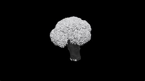 3d Broccoli 3d Ct Scan Model Turbosquid 1886395