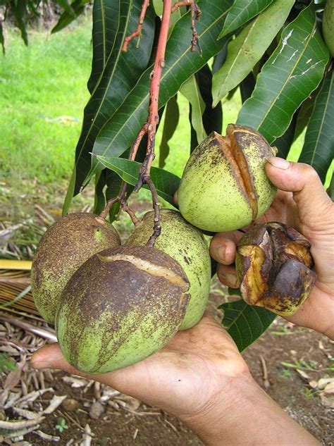 Mango Anthracnose Tear Stain Symptom On Fruit Read Flickr