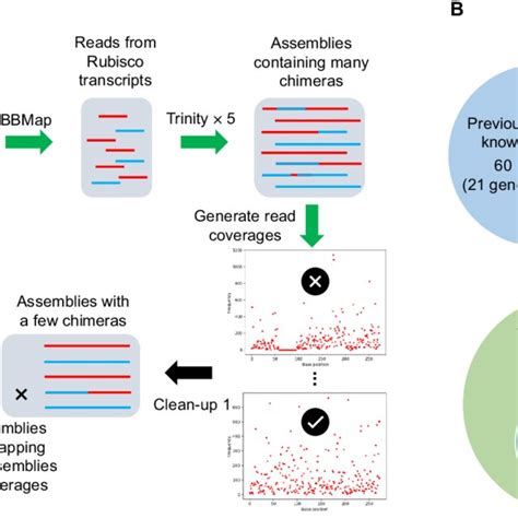 De Novo Assembly Of Rubisco Transcripts From Rna Seq Data A The