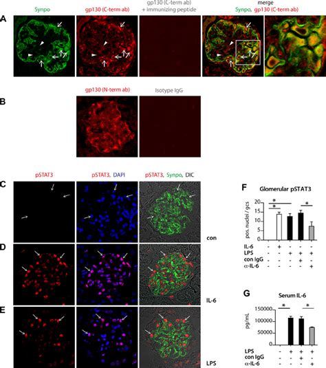 Gp130 And Downstream Signaling In The Normal Mouse Glomerulus A