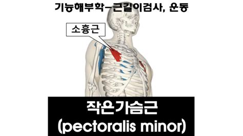 [기능해부학] 소흉근 작은가슴근 Pectoralis Minor 길이검사 운동 마사지 스트레칭 네이버 블로그