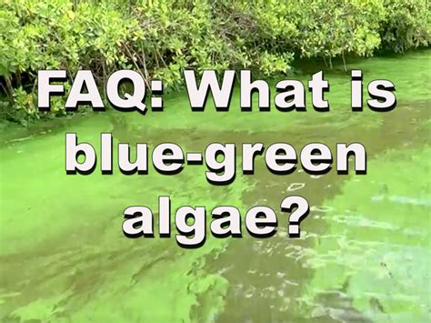 What Is Blue Green Algae Facts About Freshwater Algal Blooms In