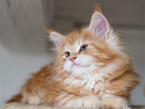 4k Maine Coon Cats Kittens Fluffy Hd Wallpaper Rare Gallery