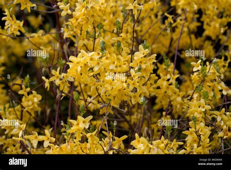 Forsythia hedge hi-res stock photography and images - Alamy