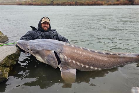 Giant Quest Idaho S White Sturgeon