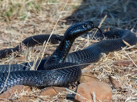 Black Spitting Cobra Naja Nigricincta Woodi From South Africa