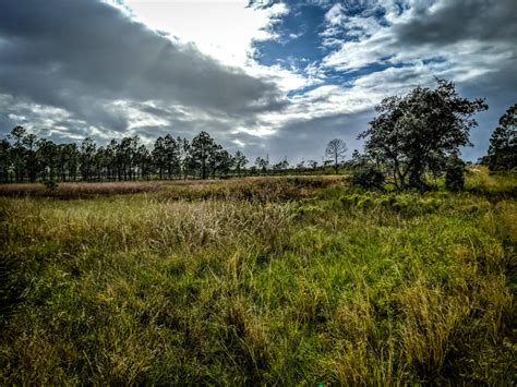 Lake Wales Ridge Wildlife And Environmental Area Lake Wales Fl The Lazy Naturalist