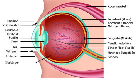 Aufbau Auge Arbeitsblatt für Lernende in der Sek I