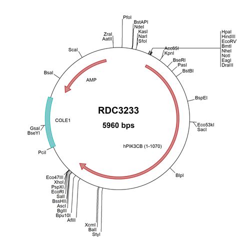 Human Pi Kinase P Beta Np Versaclone Cdna