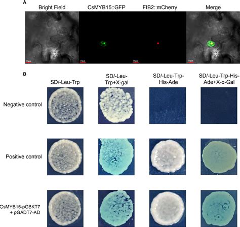 Frontiers Csmyb Positively Regulates Cs Cl Mediated Lignin