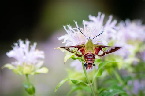 Hummingbird Clearwing Moth — Todd Henson Photography