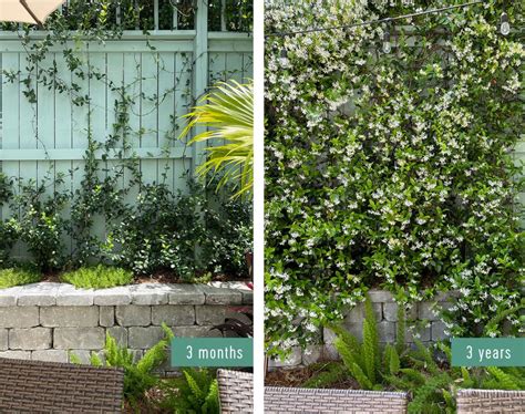 Star Jasmine Plant Growing And Care Guide Taite Floor