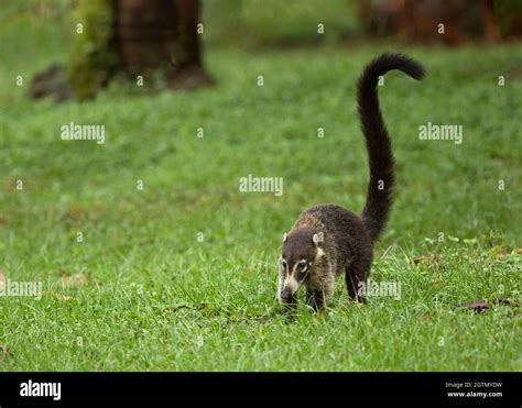 Coati de nariz blanca Nasua narica también conocido como el