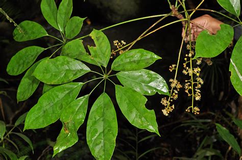 Heptapleurum Insularum Araliaceae Image At Phytoimages Siu Edu