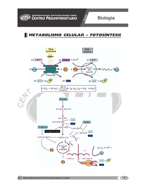 Biologia Yupi Pdf Respiración Celular Trifosfato De Adenosina