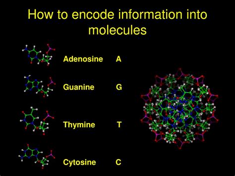 Ppt Csci6904 Genomics And Biological Computing Powerpoint