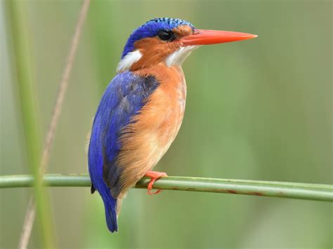 Malachite Kingfisher - eBird